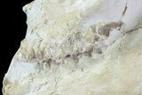 Oreodont (Merycoidodon) Skull - Wyoming #93752-5